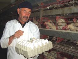 Yem pahalandı, yumurta zamlandı